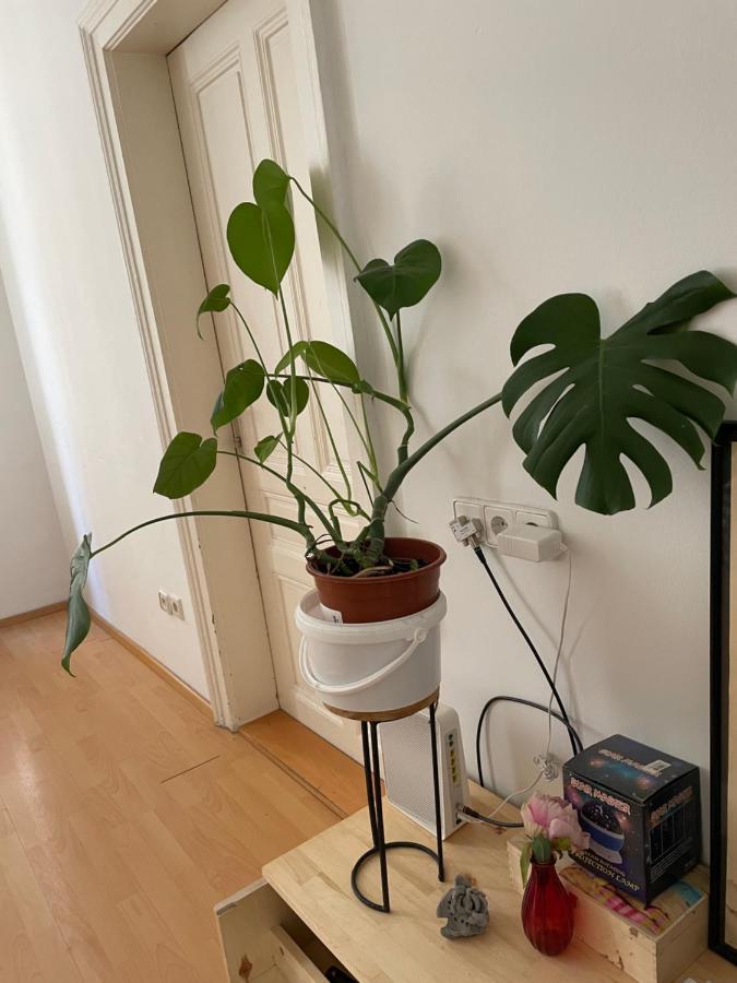 City Apartment And Rooms 비엔나 외부 사진